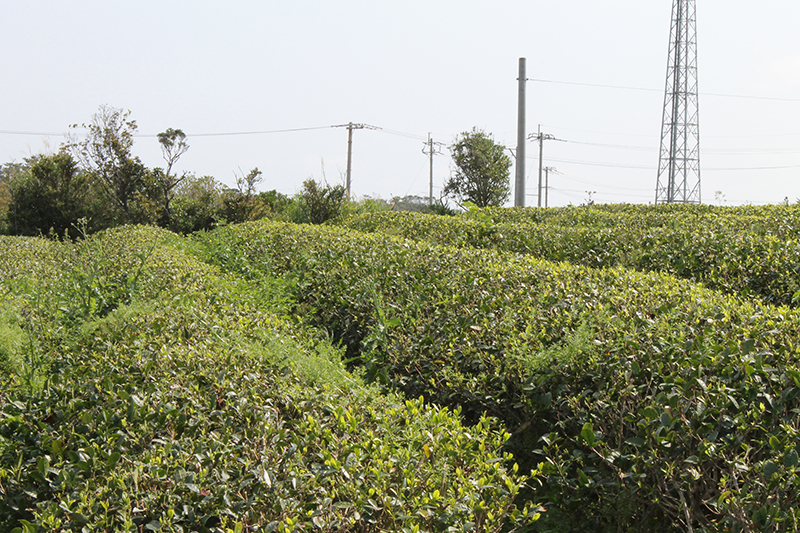 世界にひとつ。あなただけの紅茶作り！　創業80年、無農薬・有機栽培の「沖縄山城紅茶」で茶摘み体験